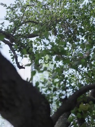 Episodio 11 - El padrino es mi ex multimillonario