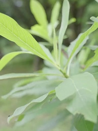 第62集 - 權寵悍妻