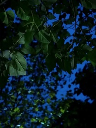 Embarazada tras ser rechazada por el Alfa - Episode 53