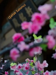 Bölüm 38 - Kutsal Hekim