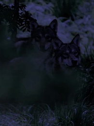 Bölüm 91 - İstenmeyen Eş