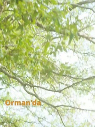 Bölüm 1 - İstenmeyen Eş