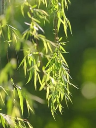 第12集 - 重生之大武帝婿