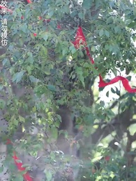 第100集 - 神蠱仙途