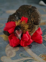 第23話 - 君に抱かれし明月