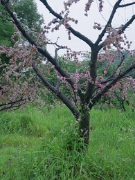 第31集 - 棄妃京華