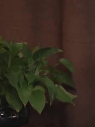 88화 - 심술쟁이 미인의 계략