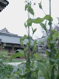 回到古代當太監 - Episode 53