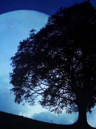 Venganza del Alfa - Episode 34