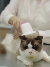 Episódio 9 - Derretendo o coração frio do Bilionário