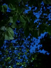 Alfa Reddedip Hamile Kalmak - Episode 53