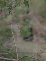 第31集 - 孤鴻辭故墟