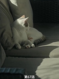 第67話 - 番から始まる愛