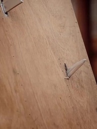 Kisah Kocak Empat Anak - Episode 36