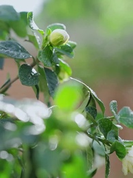 Papà Ghiaccio e Suo Dragoncino - Episode 1