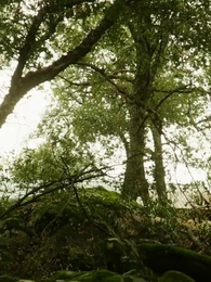 الزوجة غير المرغوبة رباط مرفوض - Episode 68