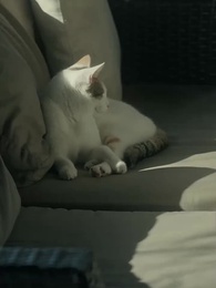 الزوجة غير المرغوبة رباط مرفوض - Episode 67