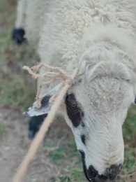 重生太上皇 - Episode 79