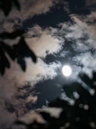 夜鶯與玫瑰 - Episode 51