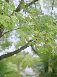 第70集 - 通靈仵作