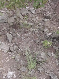 第64集 - 老街中的痞子