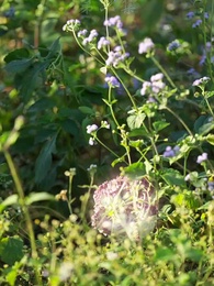 仙武帝尊 - Episode 6