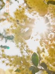 第14集 - 十裡長街跪月光