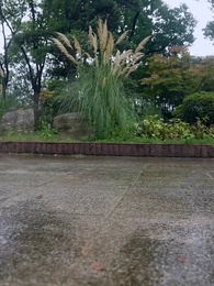 第14集 - 醫武狂婿