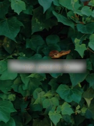 Episódio 70 - Desejo Proibido: Minha Stripper Destinada