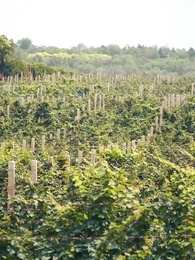 ¡Mamá, necesitamos a papá! - Episode 41