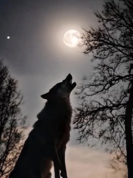 Bölüm 1 - Alfa, Lütfen Beni İşaretle