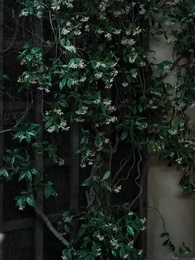 Episódio 27 - Desejo Proibido: Minha Stripper Destinada