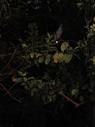 Episódio 62 - Desejo Proibido: Minha Stripper Destinada