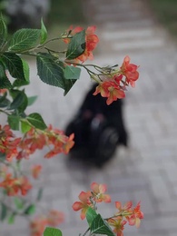 第24集 - 黃金臺