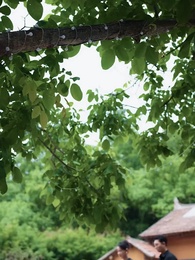 第51集 - 癡情花