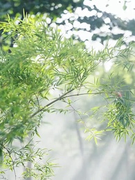 穿書後惡毒女配逆天改命 - Episode 97