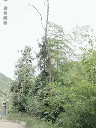 第88集 - 大魏第一神探