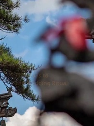 Episode 6 - Moonlight on the Palace Road