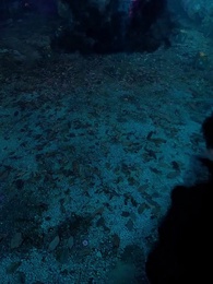 第73集 - 仙二代的日常生活