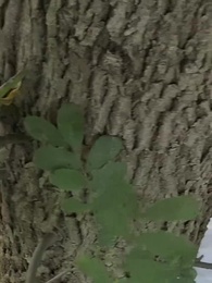 第41集 - 我和美女上司的荒島生涯