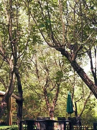 Episódio 53 - Mamãe, precisamos do papai!