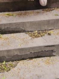 第21集 - 世子殿下的心尖寵