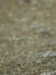 第36集 - 我和美女上司的荒島生涯