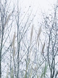 第49集 - 未來預言家