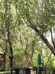 Mamãe, precisamos do papai! - Episode 51