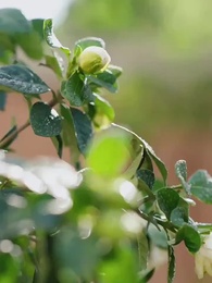 Ayah, Jangan Kabur - Episode 1