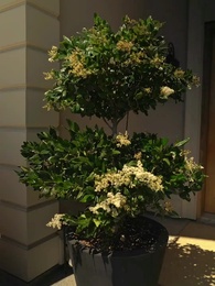 Episódio 36 - Nossos Pequenos Segredos Sujos