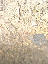 極品假太子 - Episode 91