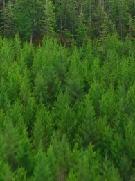 Retorno da Rainha Não Reclamada de Alfa - Episode 1