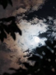 Sessiz Çiçek ve Alfalar - Episode 93